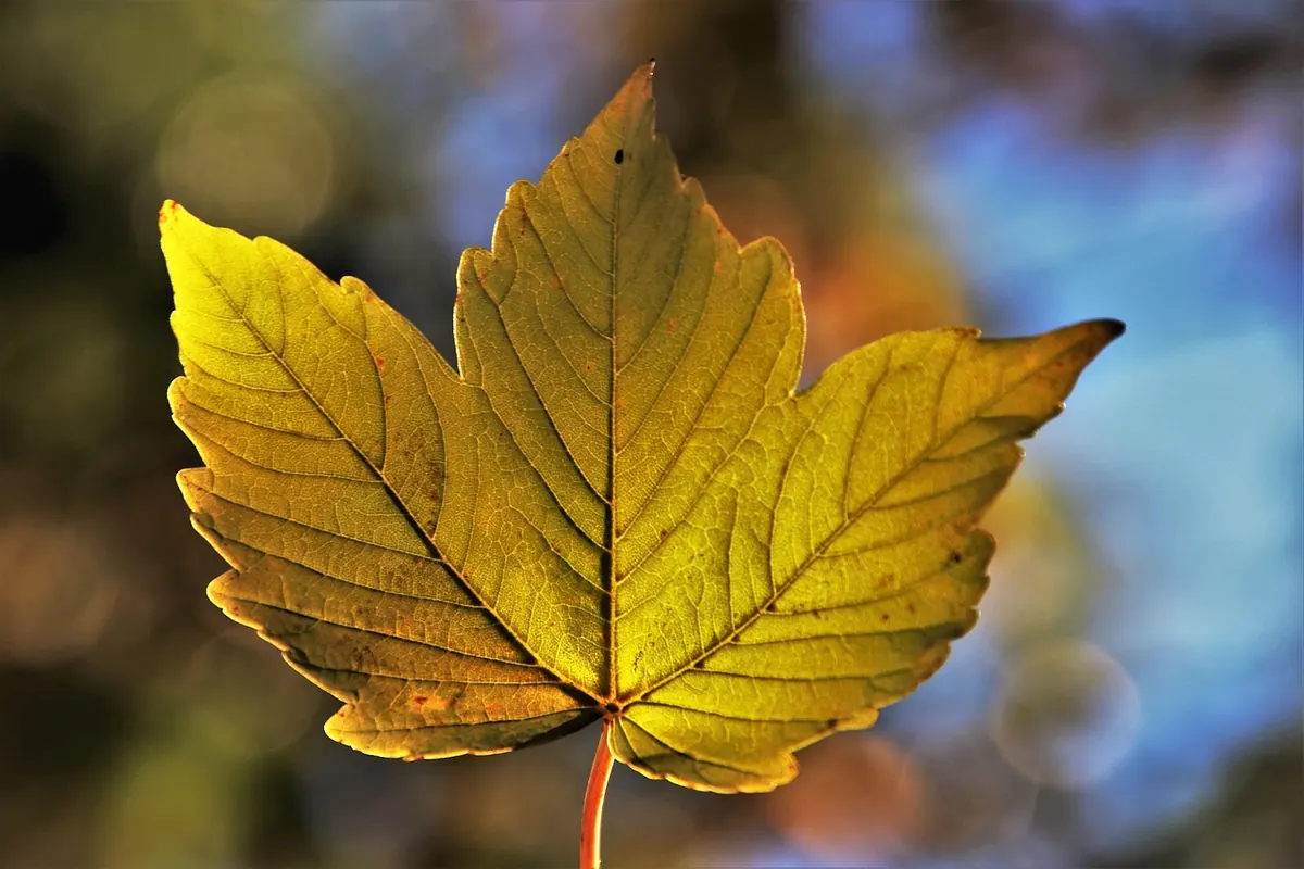 Autumn Writing Prompts for Cosy Fiction